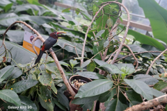 4a