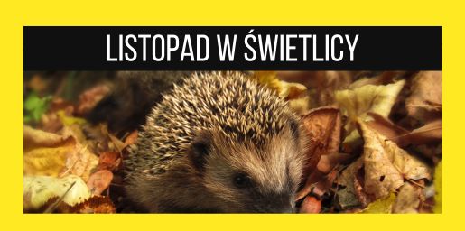 Listopad w świetlicy 2025